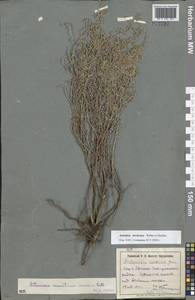 Artemisia lercheana Weber ex Stechm., Eastern Europe, South Ukrainian region (E12) (Ukraine)