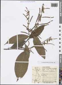 Lithocarpus tubulosus (Hickel & A.Camus) A.Camus, South Asia, South Asia (Asia outside ex-Soviet states and Mongolia) (ASIA) (Vietnam)