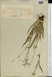 Luzula pilosa (L.) Willd., Eastern Europe, Volga-Kama region (E7) (Russia)