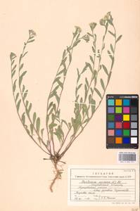 Berteroa incana (L.) DC., Eastern Europe, Moscow region (E4a) (Russia)