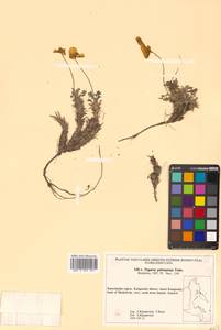 Oreomecon pulvinata (Tolm.) Krivenko, Siberia, Chukotka & Kamchatka (S7) (Russia)