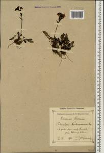 Pedicularis nordmanniana Bunge, Caucasus, Krasnodar Krai & Adygea (K1a) (Russia)