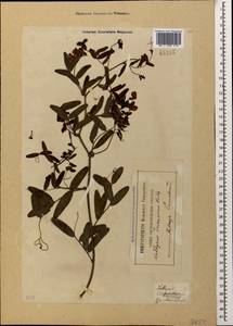 Lathyrus incurvus (Roth)Willd., Caucasus, Georgia (K4) (Georgia)