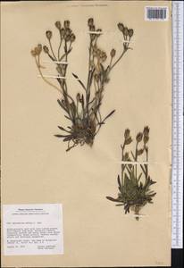 Silene involucrata subsp. involucrata, America (AMER) (Greenland)