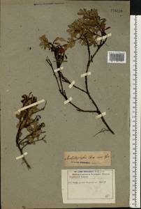 Arctostaphylos uva-ursi (L.) Spreng., Eastern Europe, Eastern region (E10) (Russia)