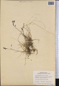 Poa paucispicula Scribn. & Merr., America (AMER) (Canada)