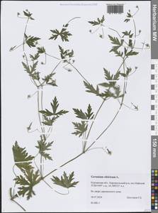 Geranium sibiricum L., Siberia, Western Siberia (S1) (Russia)