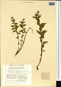 Epilobium algidum M. Bieb., Caucasus, Georgia (K4) (Georgia)