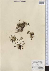 Schulzia albiflora (Kar. & Kir.) Popov, Middle Asia, Northern & Central Tian Shan (M4) (Kyrgyzstan)