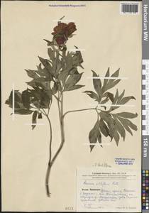Paeonia lactiflora Pall., South Asia, South Asia (Asia outside ex-Soviet states and Mongolia) (ASIA) (China)