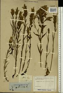 Castilleja pallida (L.) Kunth, Eastern Europe, Eastern region (E10) (Russia)