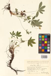 Potentilla alba L., Eastern Europe, Western region (E3) (Russia)