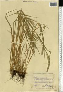 Phleum pratense L., Eastern Europe, North Ukrainian region (E11) (Ukraine)