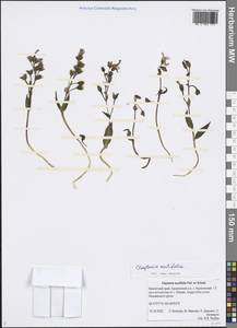 Claytonia acutifolia Pall. ex Willd., Siberia, Chukotka & Kamchatka (S7) (Russia)