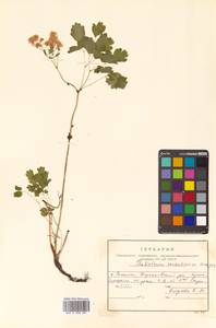 Thalictrum sachalinense Lecoy., Siberia, Russian Far East (S6) (Russia)