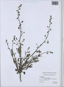 Scrophularia rosulata Stiefelh., Middle Asia, Kopet Dag, Badkhyz, Small & Great Balkhan (M1) (Turkmenistan)