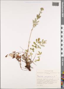 Potentilla pensylvanica L., Siberia, Altai & Sayany Mountains (S2) (Russia)