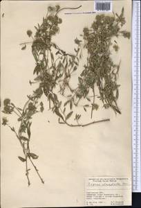 Ziziphora clinopodioides Lam., Middle Asia, Pamir & Pamiro-Alai (M2) (Kyrgyzstan)