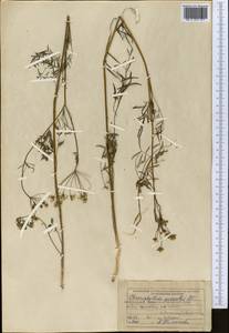 Chaerophyllum prescottii DC., Middle Asia, Muyunkumy, Balkhash & Betpak-Dala (M9) (Kazakhstan)