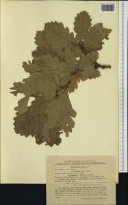 Quercus pubescens Willd. , nom. cons., Western Europe (EUR) (Romania)