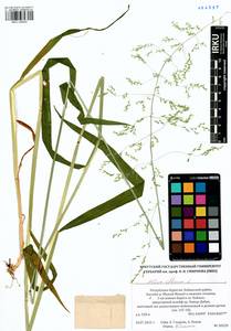 Milium effusum L., Siberia, Baikal & Transbaikal region (S4) (Russia)