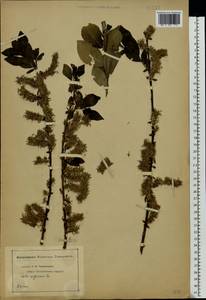 Salix myrsinifolia Salisb., Eastern Europe, Middle Volga region (E8) (Russia)
