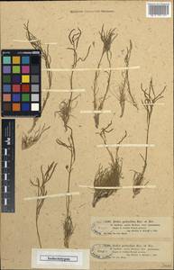 Rhammatophyllum pachyrhizum (Kar. & Kir.) O.E. Schulz, Middle Asia, Muyunkumy, Balkhash & Betpak-Dala (M9) (Kazakhstan)