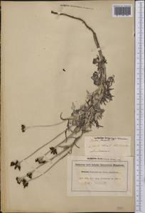 Eriophyllum lanatum (Pursh) Forbes, America (AMER) (United Kingdom)