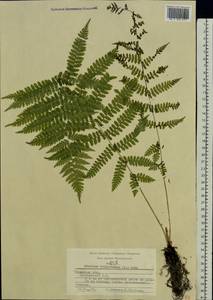 Athyrium filix-femina (L.) Roth, Eastern Europe, Central region (E4) (Russia)