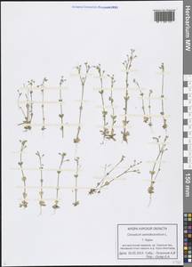 Cerastium semidecandrum L., Eastern Europe, Central forest-and-steppe region (E6) (Russia)
