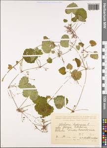 Glechoma hederacea L., Caucasus, Georgia (K4) (Georgia)