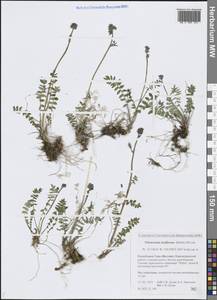Polemonium chinense (Brand) Brand, Siberia, Yakutia (S5) (Russia)