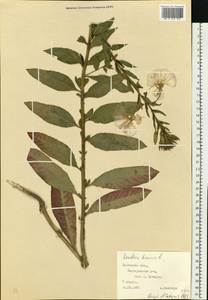 Oenothera biennis L., Eastern Europe, West Ukrainian region (E13) (Ukraine)