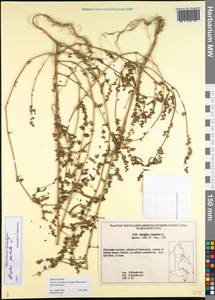 Atriplex patula L., Siberia, Russian Far East (S6) (Russia)