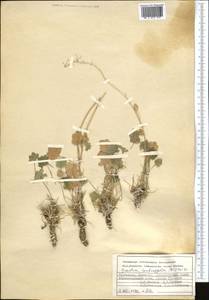 Graellsia saxifragifolia (DC.) Boiss., Middle Asia, Kopet Dag, Badkhyz, Small & Great Balkhan (M1) (Turkmenistan)