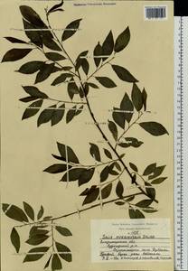 Salix myrsinifolia Salisb., Eastern Europe, Central region (E4) (Russia)