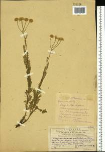 Tanacetum achilleifolium (M. Bieb.) Sch. Bip., Eastern Europe, South Ukrainian region (E12) (Ukraine)