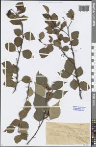 Betula, Eastern Europe, Lower Volga region (E9) (Russia)