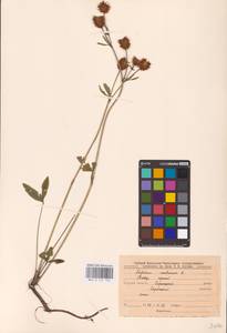 Trifolium montanum L., Eastern Europe, Central forest-and-steppe region (E6) (Russia)