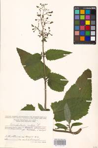 Scrophularia nodosa L., Eastern Europe, Moscow region (E4a) (Russia)