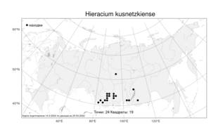 Hieracium kusnetzkiense Schischk. & Serg., Atlas of the Russian Flora (FLORUS) (Russia)