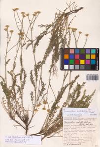 Tanacetum achilleifolium (M. Bieb.) Sch. Bip., Eastern Europe, Lower Volga region (E9) (Russia)
