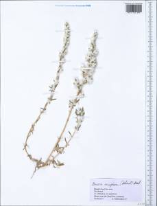 Bassia eriophora (Steph. ex M. Bieb.) Kuntze, South Asia, South Asia (Asia outside ex-Soviet states and Mongolia) (ASIA) (Israel)