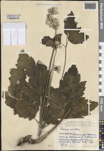 Eriocapitella vitifolia (Buch.-Ham. ex DC.) Nakai, South Asia, South Asia (Asia outside ex-Soviet states and Mongolia) (ASIA) (China)