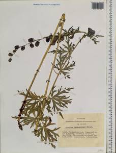 Aconitum ambiguum subsp. baicalense (Turcz. ex Rapaics) Vorosch., Siberia, Altai & Sayany Mountains (S2) (Russia)