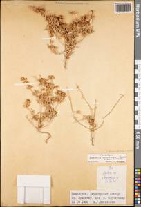 Petrosimonia brachiata (Pall.) Bunge, Middle Asia, Dzungarian Alatau & Tarbagatai (M5) (Kazakhstan)
