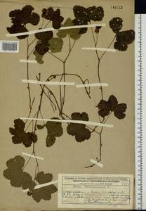 Rubus chamaemorus L., Eastern Europe, Volga-Kama region (E7) (Russia)