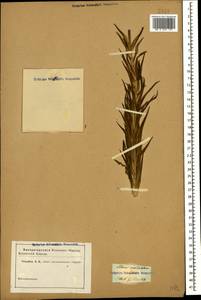 Lilium monadelphum M.Bieb., Caucasus (no precise locality) (K0)