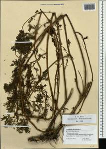 Artemisia abrotanum L., Eastern Europe, Central forest-and-steppe region (E6) (Russia)