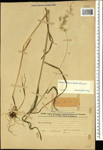 Arrhenatherum elatius (L.) P.Beauv. ex J.Presl & C.Presl, Caucasus, Azerbaijan (K6) (Azerbaijan)